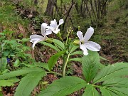 75 Fiore di Cardamine pratensis (Cardamine)